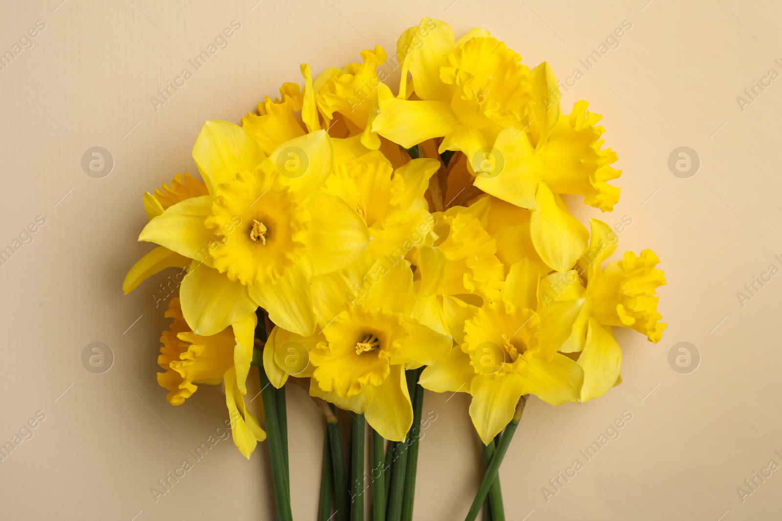 Photo of Beautiful daffodil bouquet on beige background, top view