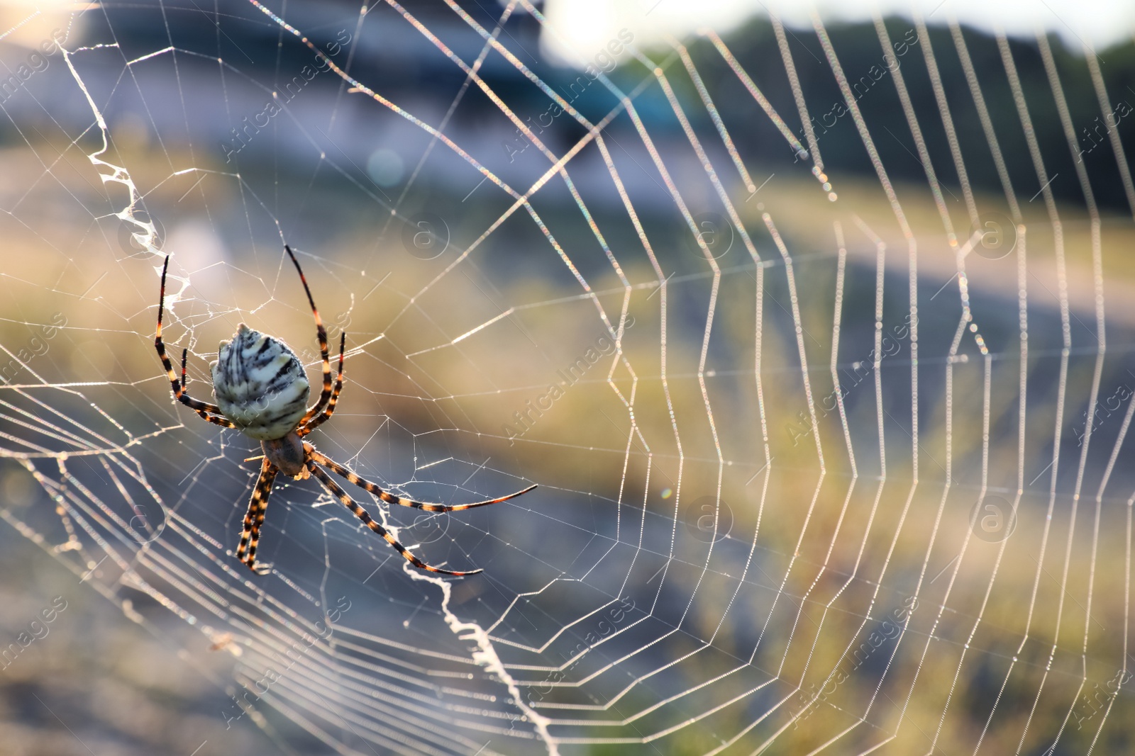 Photo of Argiope spider spinning its cobweb in countryside, closeup