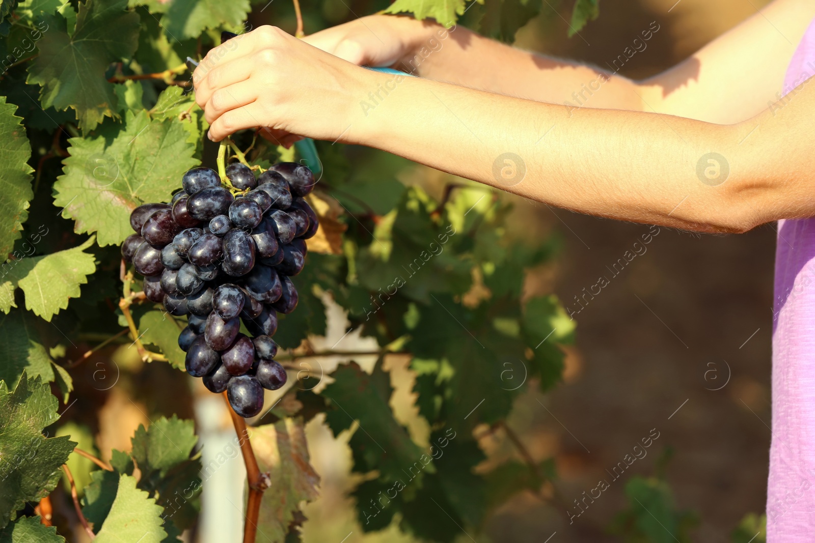 Photo of Woman cutting bunch of fresh ripe juicy grapes with pruner, closeup