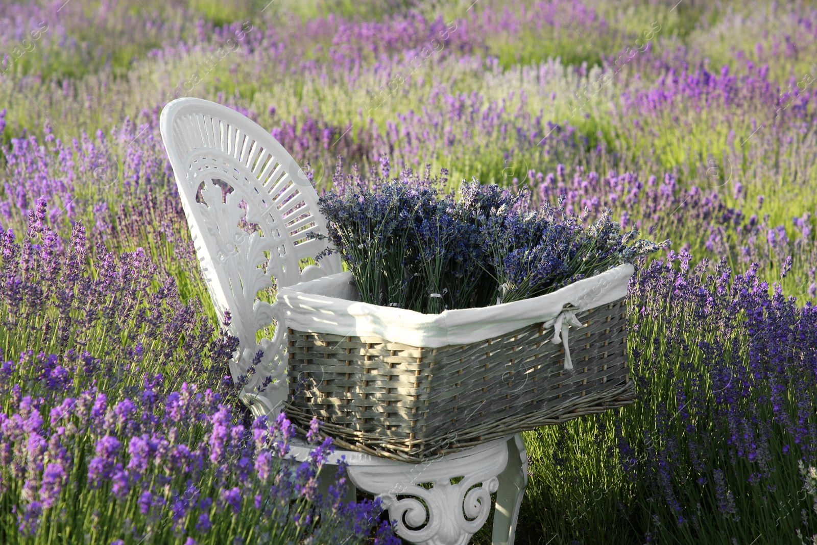 Photo of Wicker box with beautiful lavender flowers on chair in field outdoors