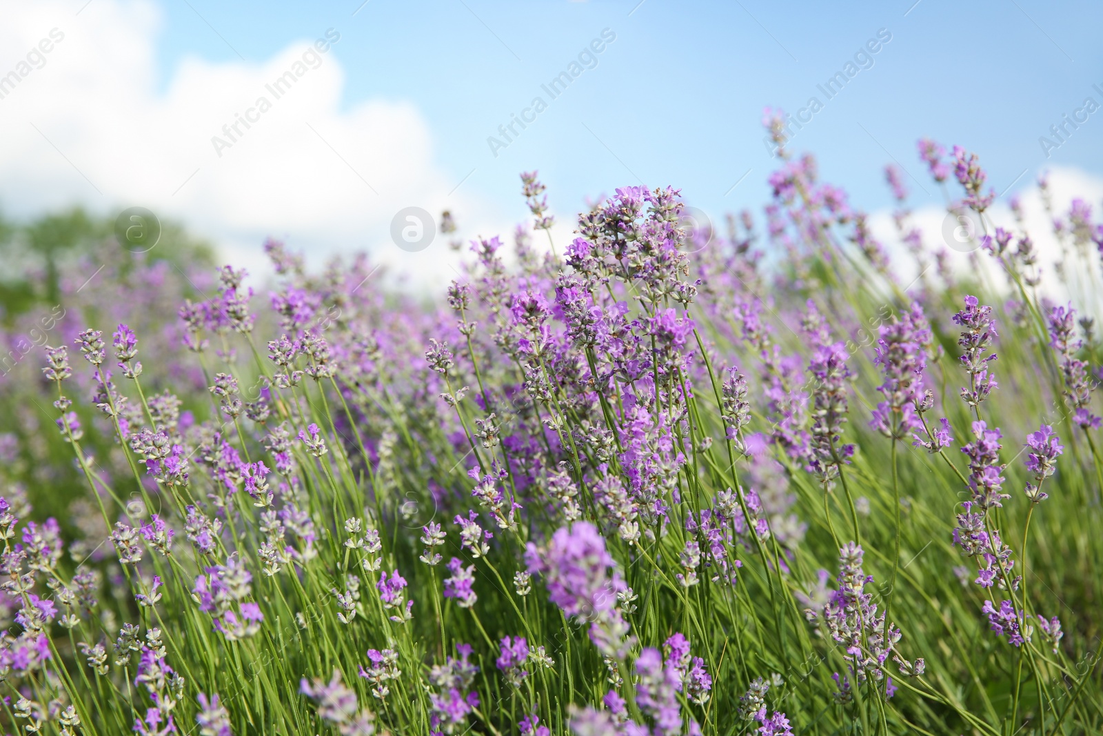 Photo of Beautiful lavender flowers growing in field, closeup