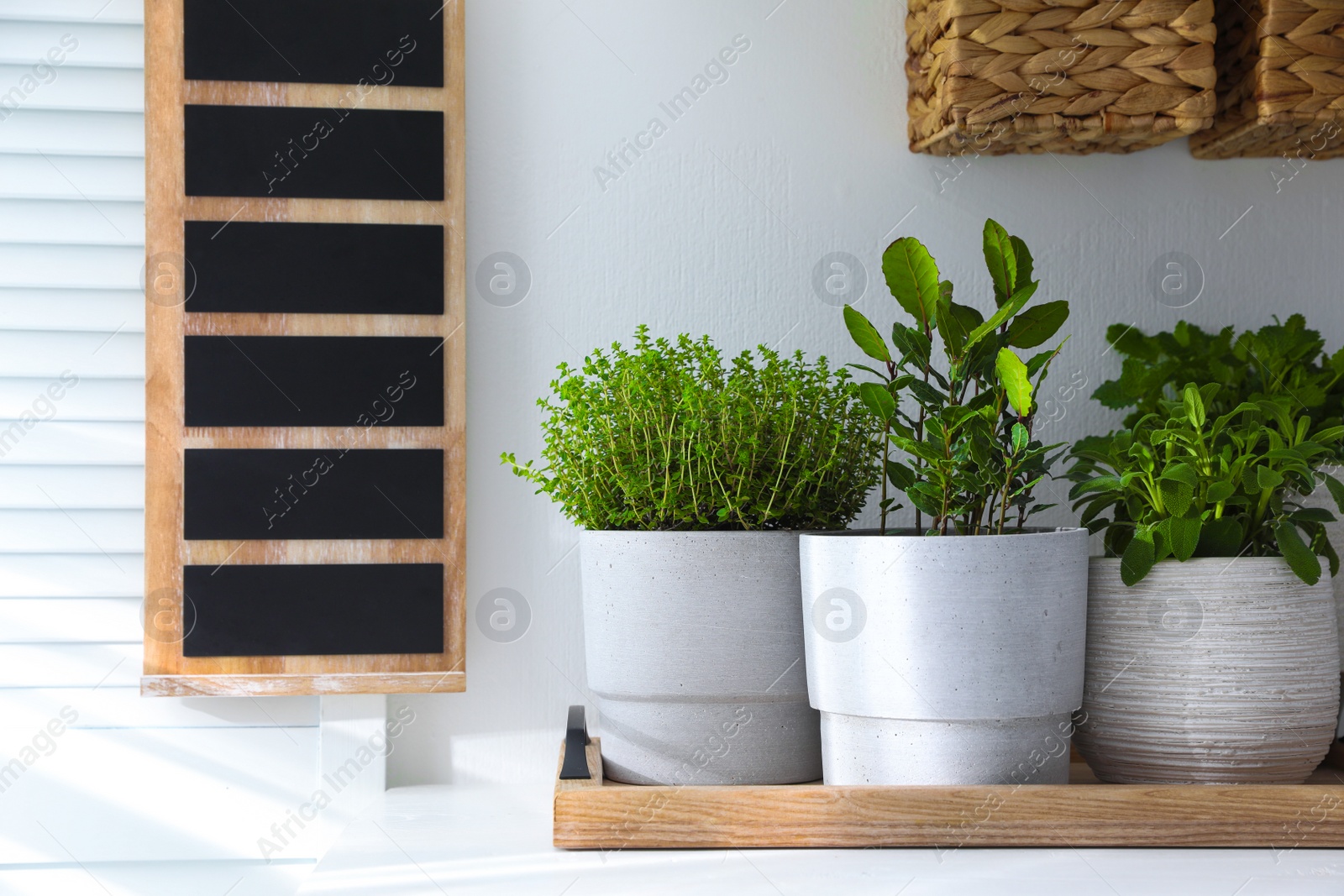 Photo of Different aromatic potted herbs on white table indoors