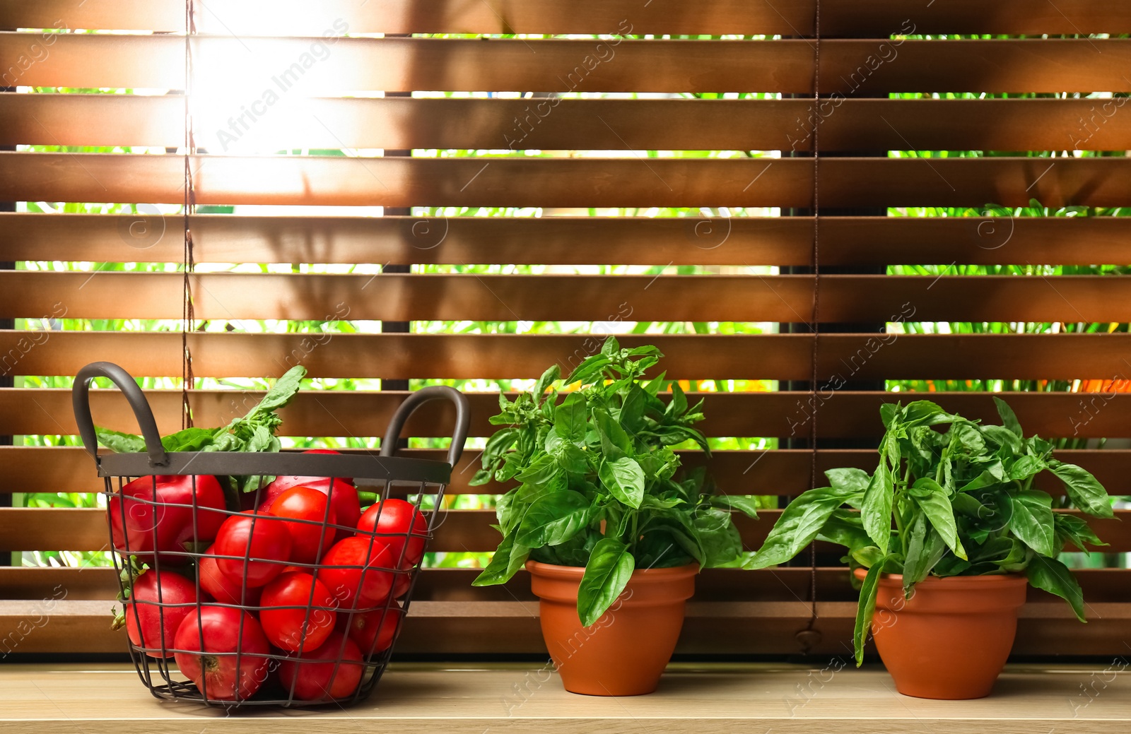 Photo of Green basil plants and tomatoes on window sill indoors