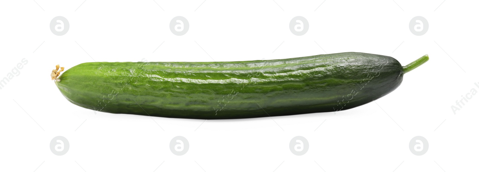 Photo of One long fresh cucumber isolated on white