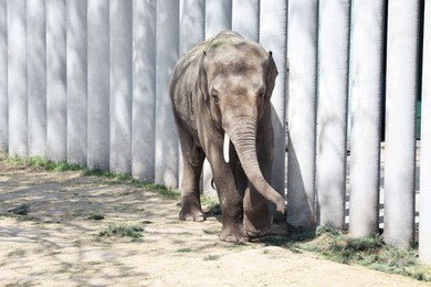 Photo of Cute young elephant at zoo on sunny day