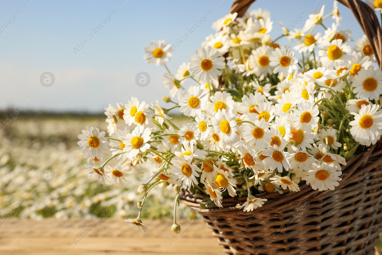 Photo of Basket with beautiful chamomiles on table in field, closeup