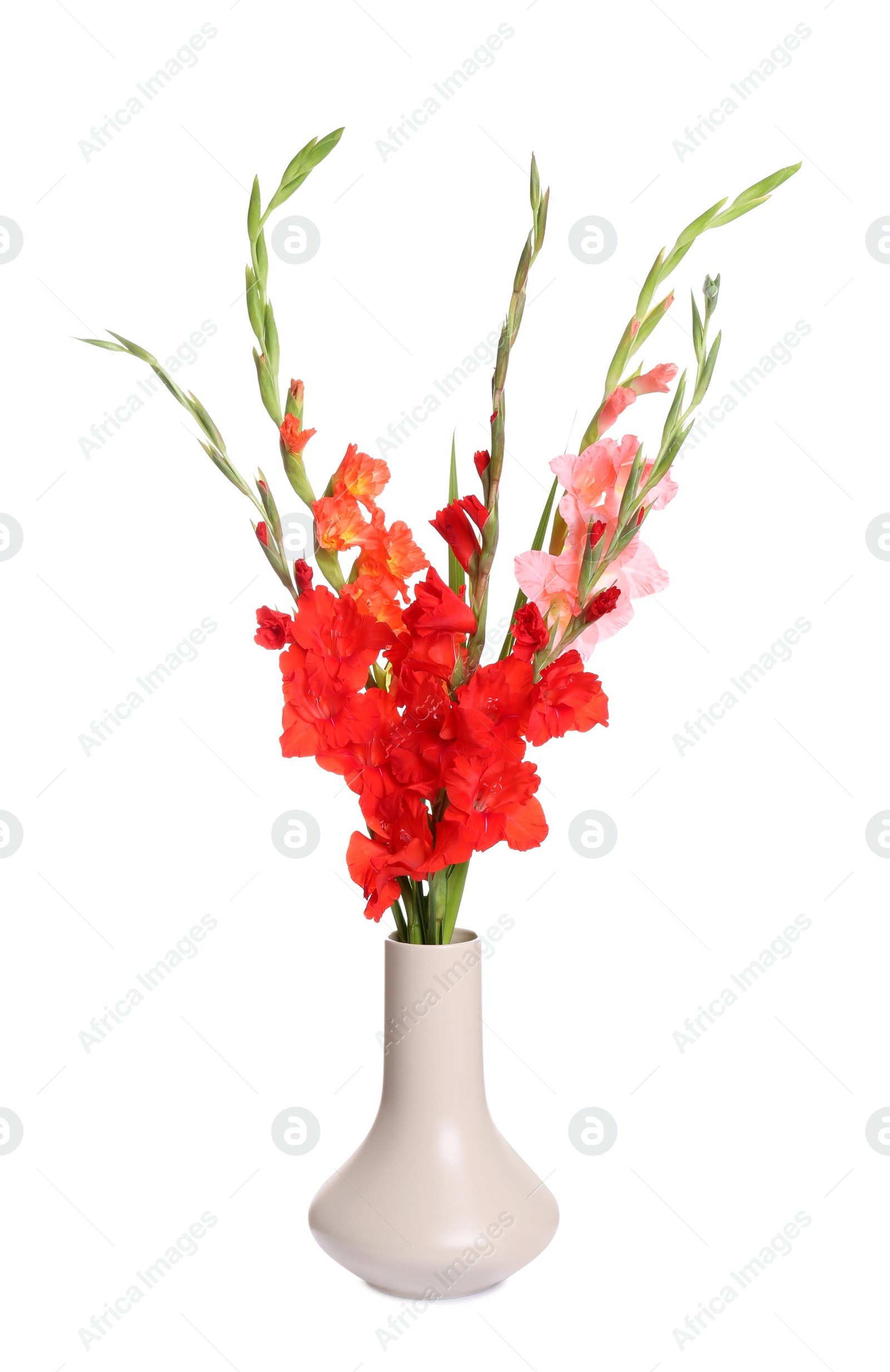 Photo of Vase with beautiful gladiolus flowers on white background