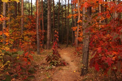 Photo of Trail and beautiful trees in forest. Autumn season