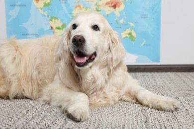 Photo of Cute golden retriever lying on floor near world map indoors. Travelling with pet