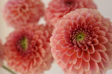 Bouquet of beautiful dahlia flowers on light grey background, closeup