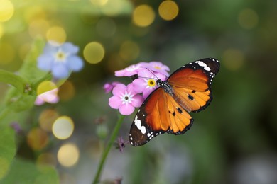 Image of Beautiful butterfly on forget-me-not flower in garden, closeup. Bokeh effect