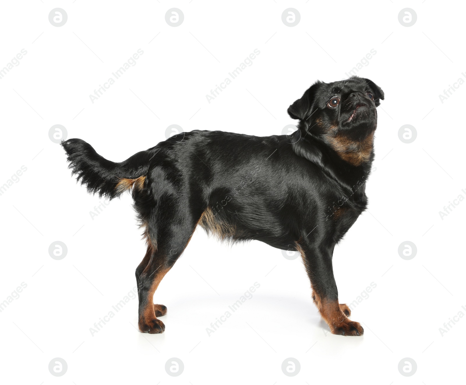 Photo of Adorable black Petit Brabancon dog standing on white background