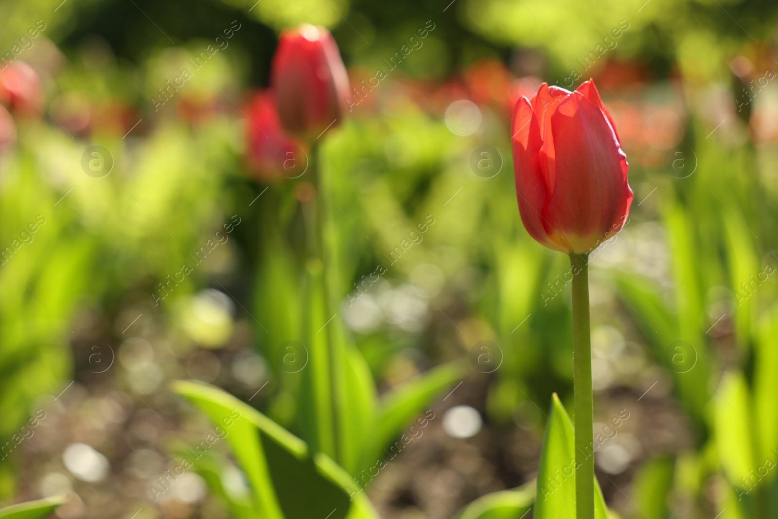 Photo of Beautiful red tulips growing outdoors on sunny day, closeup