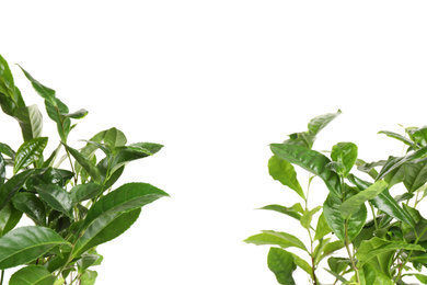 Green leaves of tea plant on white background