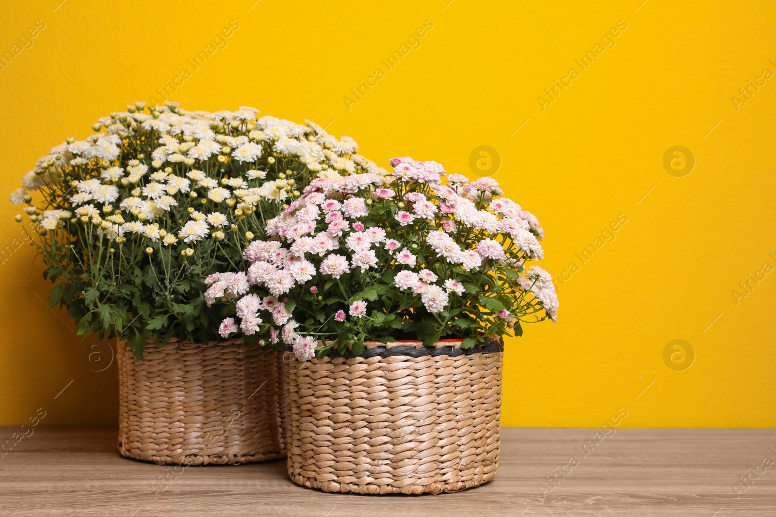 Photo of Beautiful fresh chrysanthemum flowers on wooden table against yellow background. Space for text