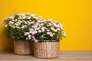 Beautiful fresh chrysanthemum flowers on wooden table against yellow background. Space for text