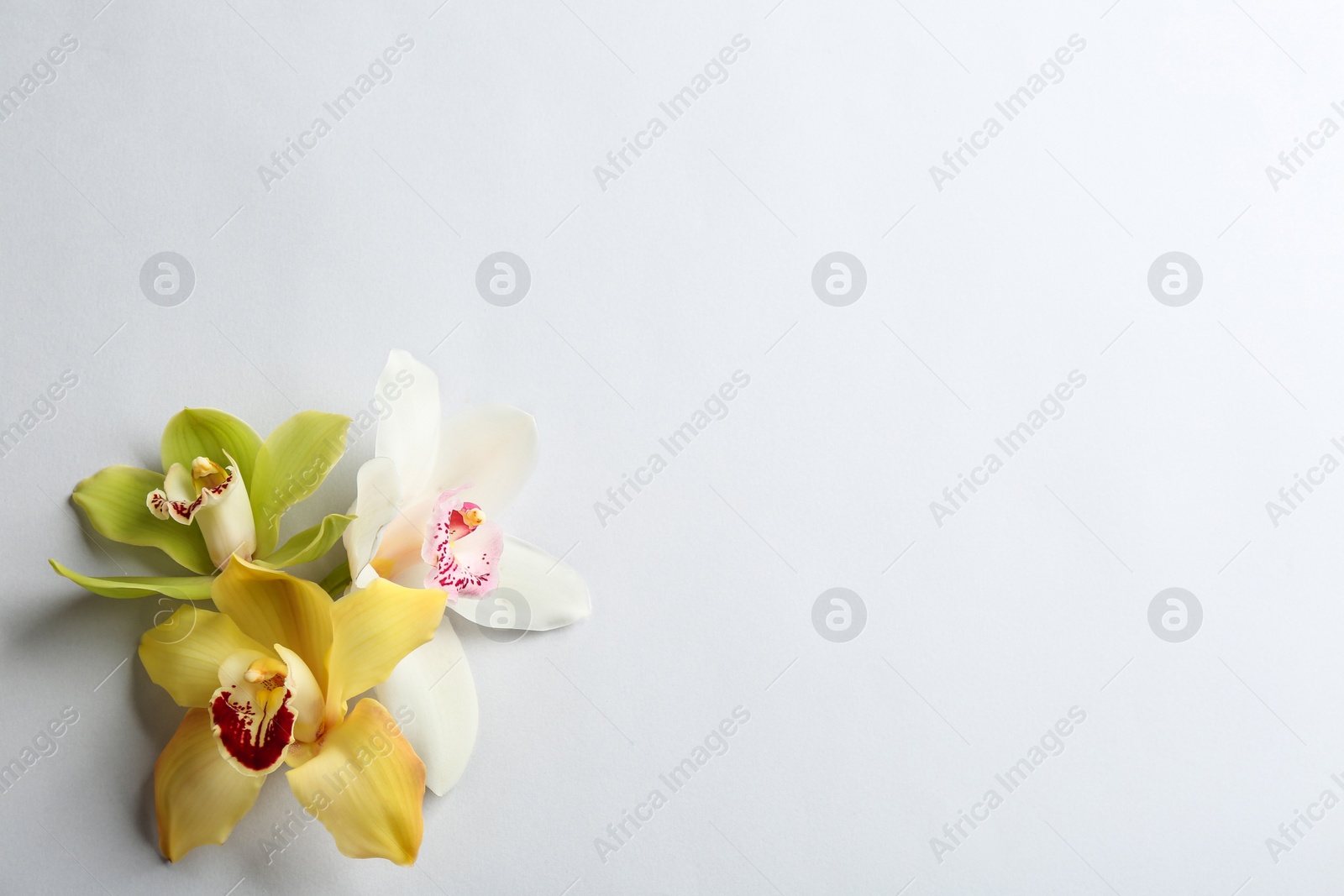 Photo of Beautiful tropical orchid flowers on grey background, flat lay. Space for text