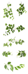 Image of Set with young fresh leaves on white background 