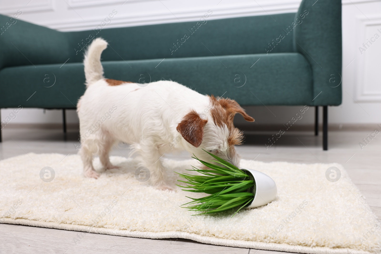 Photo of Cute dog near overturned houseplant on rug indoors