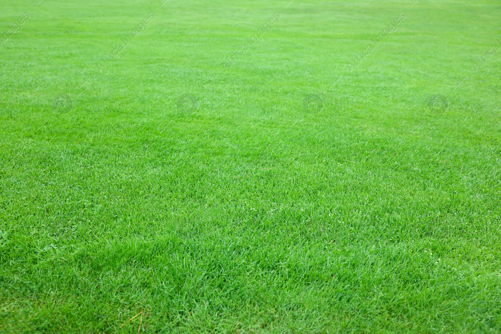 Photo of Beautiful freshly cut green lawn as background