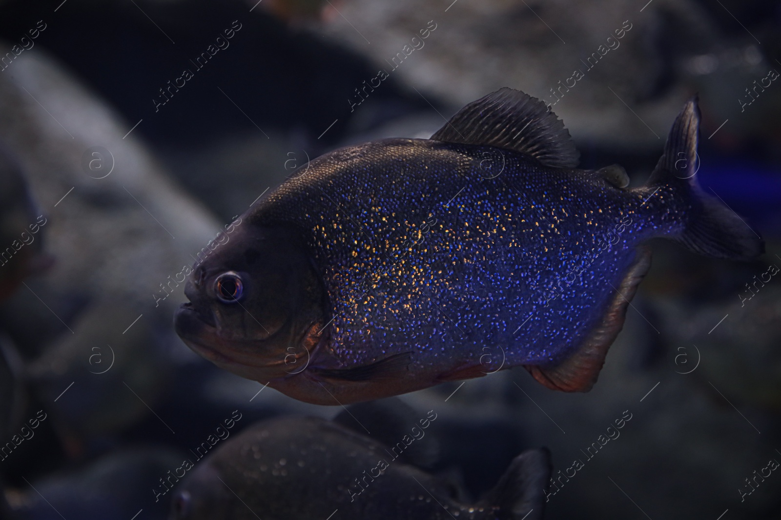 Photo of Beautiful piranha fish swimming in clear aquarium