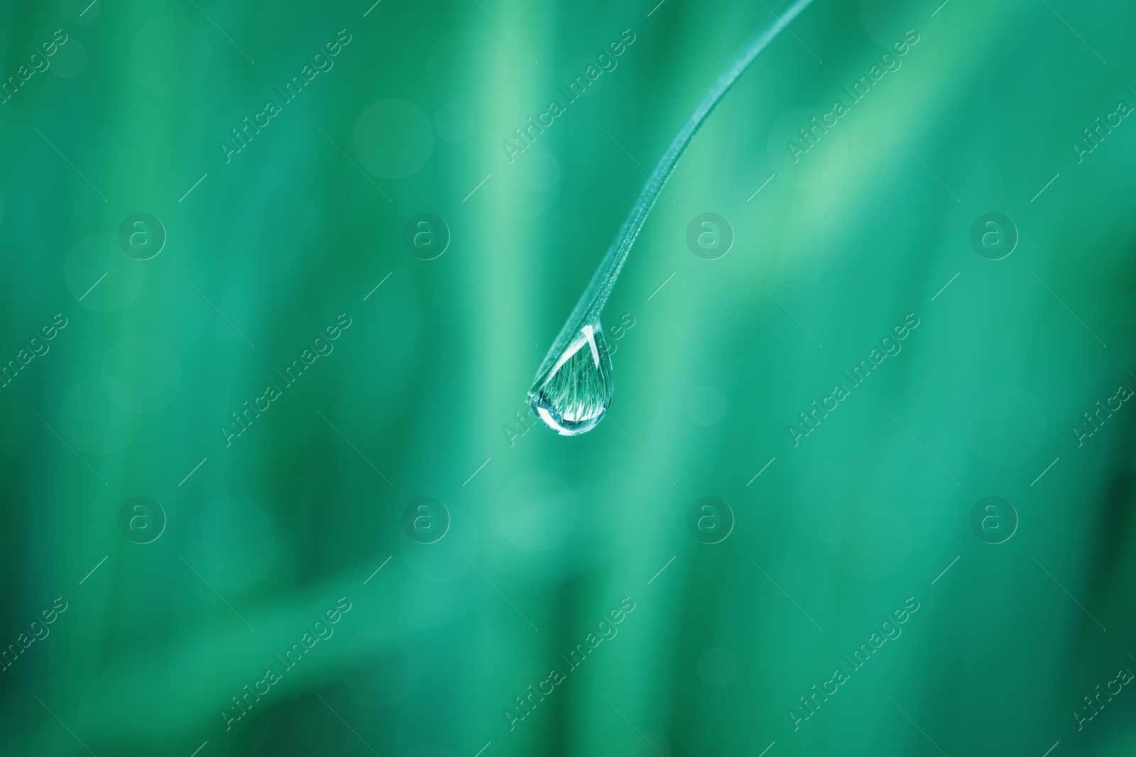 Image of Water drop on grass blade against blurred background, closeup. Toned in green