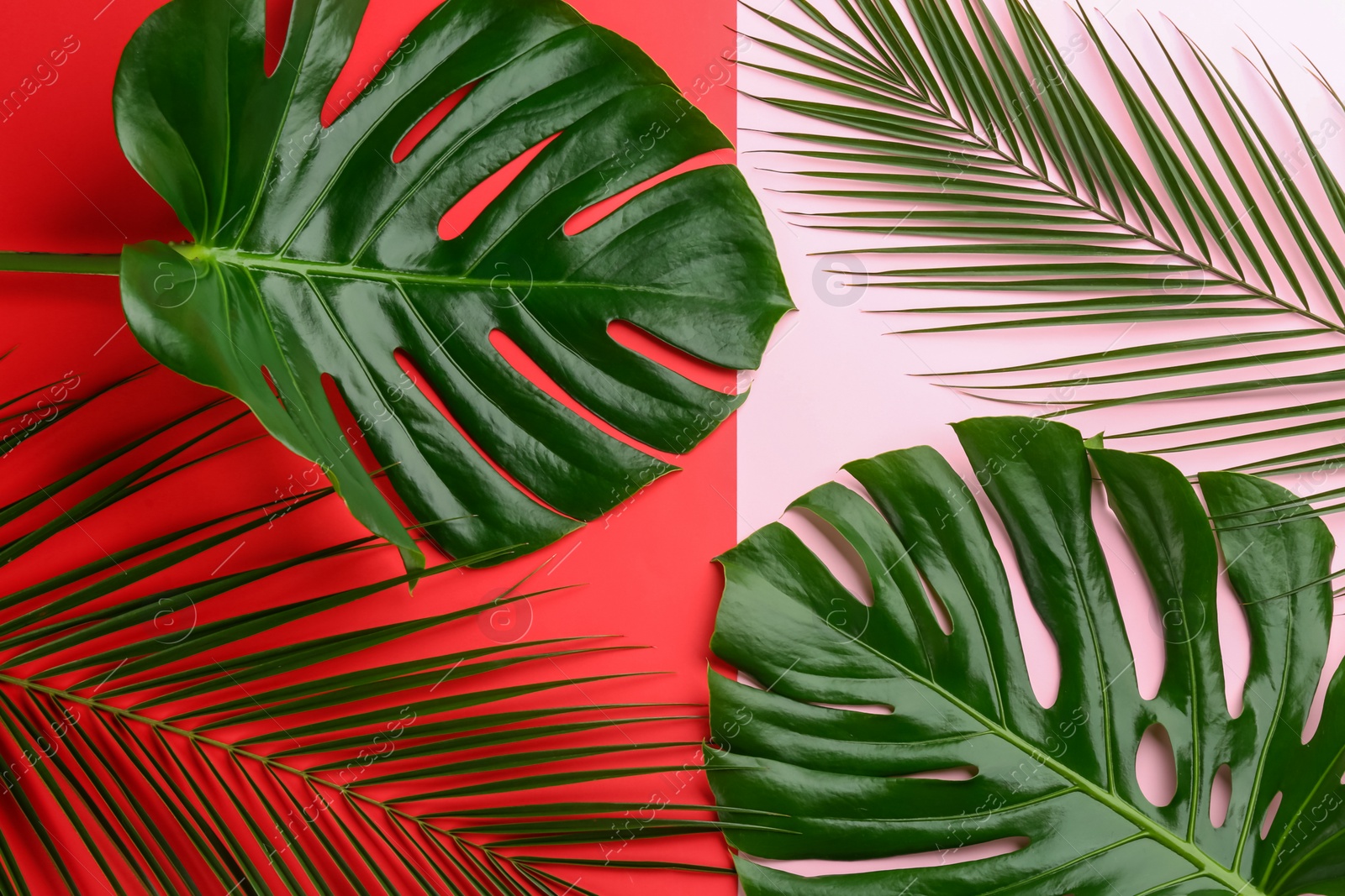 Photo of Beautiful monstera and palm leaves on color background, flat lay. Tropical plants