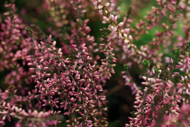 Photo of Heather shrub with beautiful flowers, closeup view