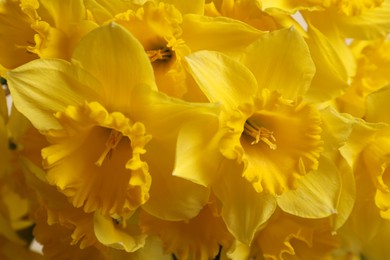 Photo of Beautiful daffodils as background, closeup. Fresh spring flowers