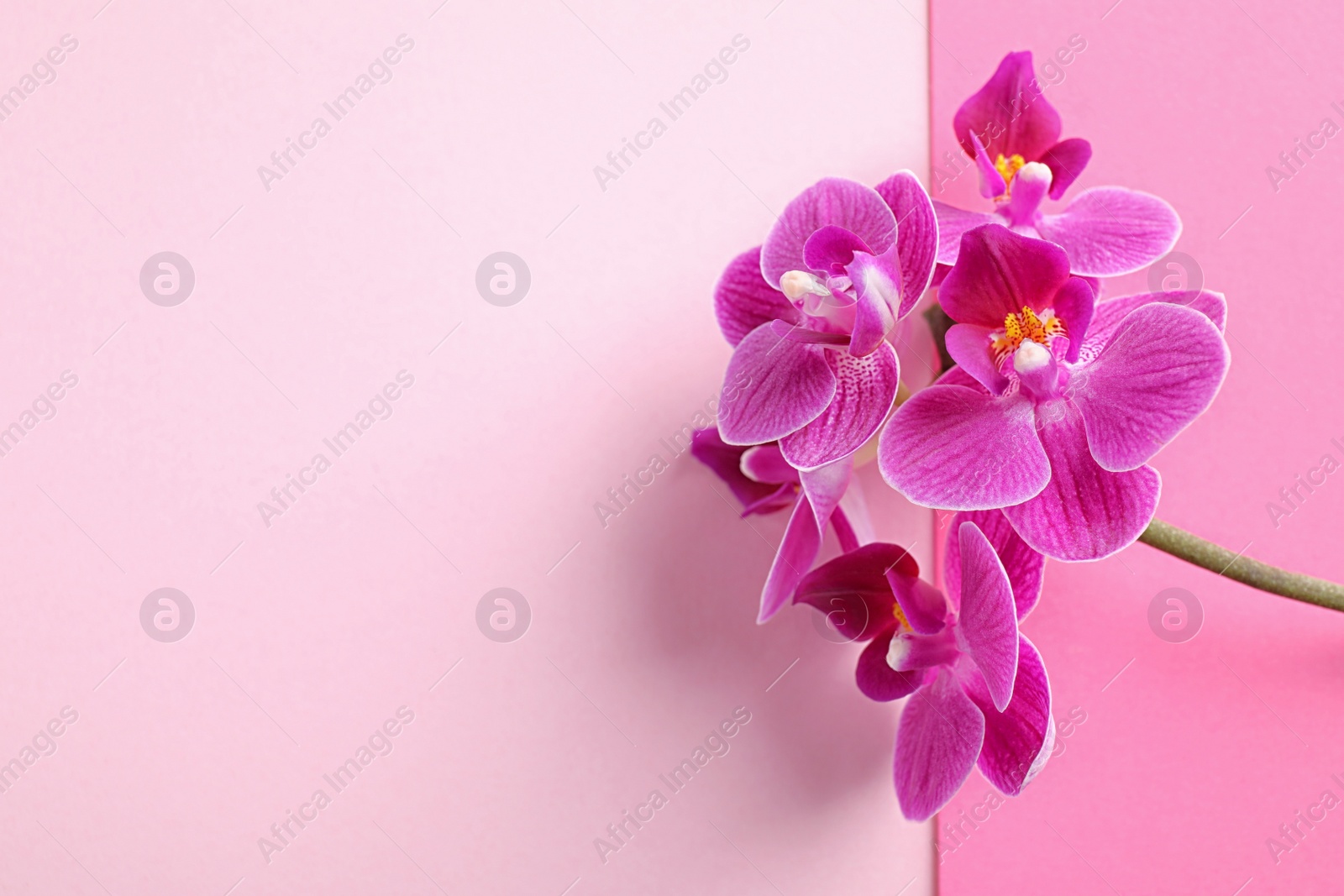 Photo of Orchid branch with beautiful flowers on pink background, top view. Space for text
