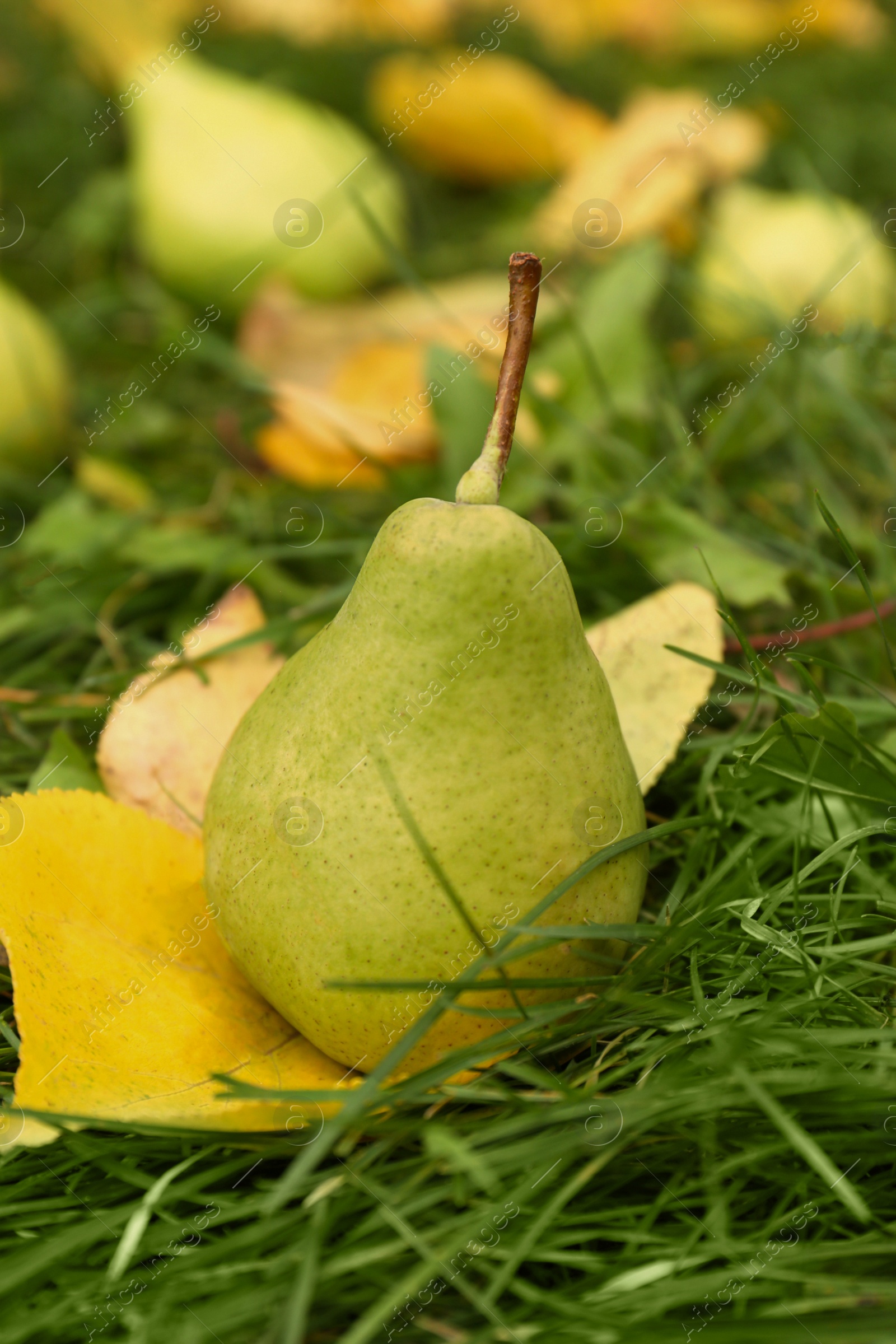 Photo of Tasty pear and fallen yellow leaves on green grass