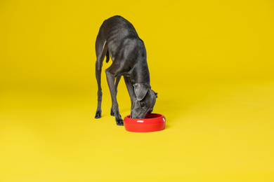 Photo of Italian Greyhound dog eating from bowl on yellow background