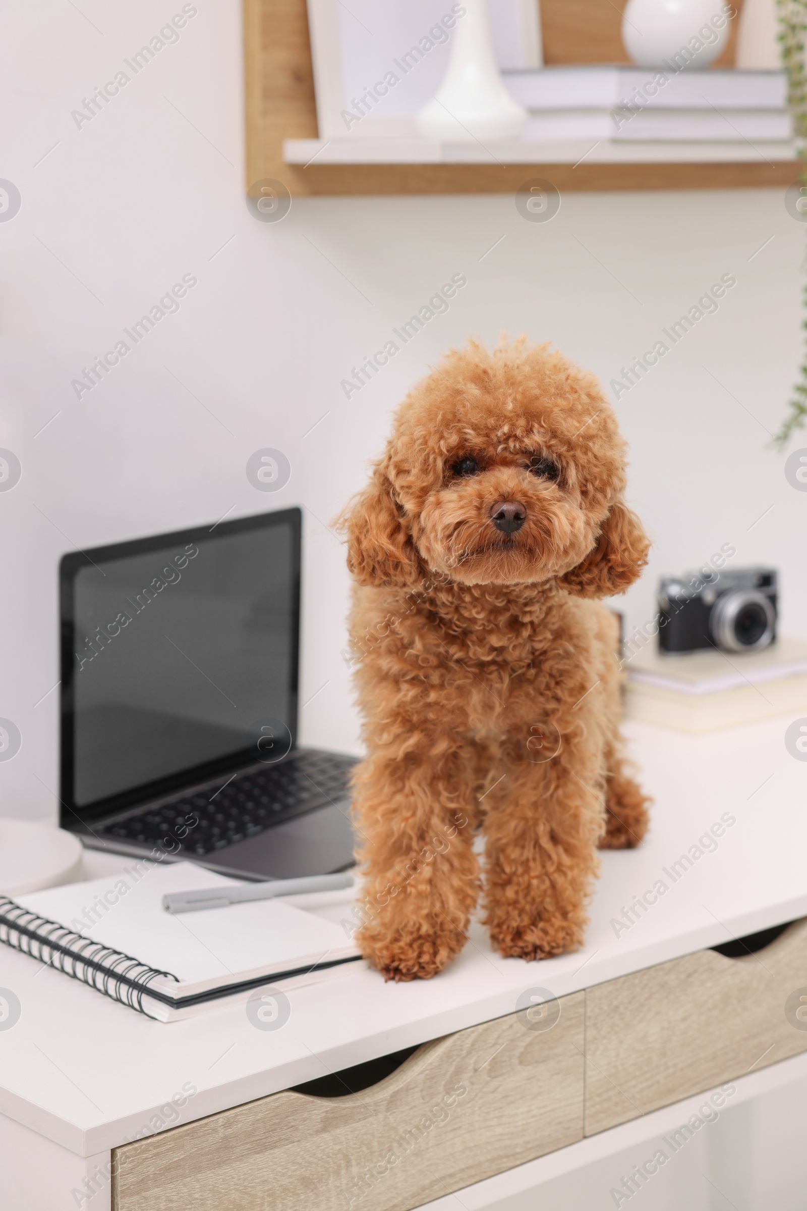 Photo of Cute Maltipoo dog on desk near laptop at home