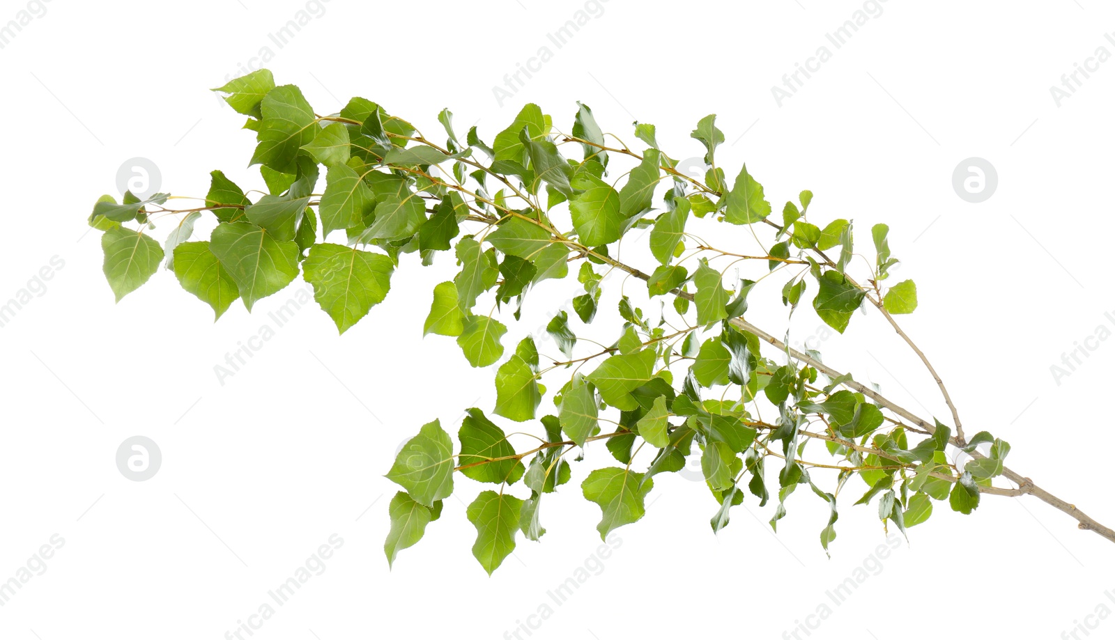 Photo of Beautiful tree branch with green leaves on white background