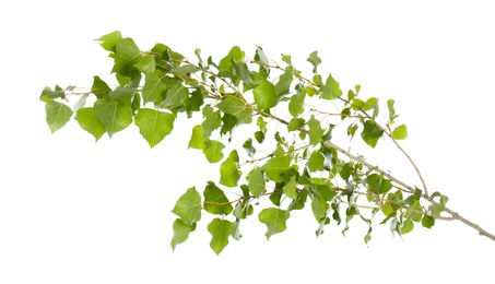 Beautiful tree branch with green leaves on white background