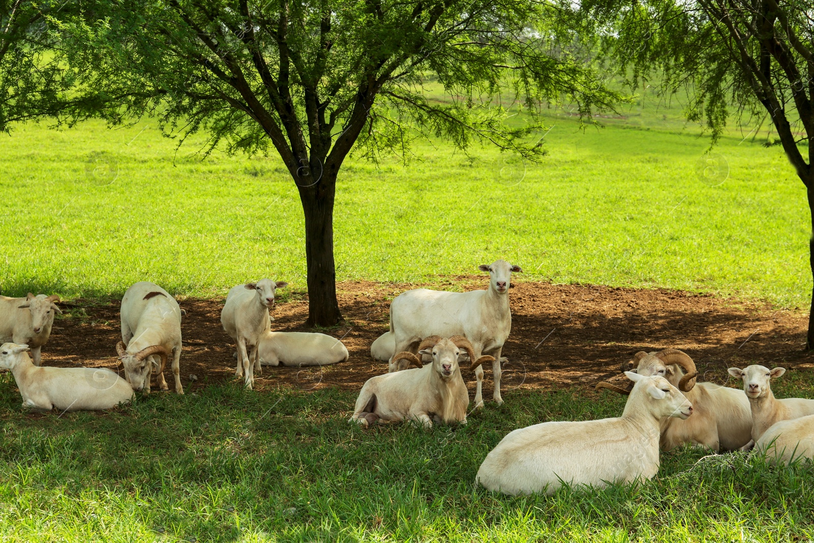 Photo of Beautiful white sheep on green grass in safari park