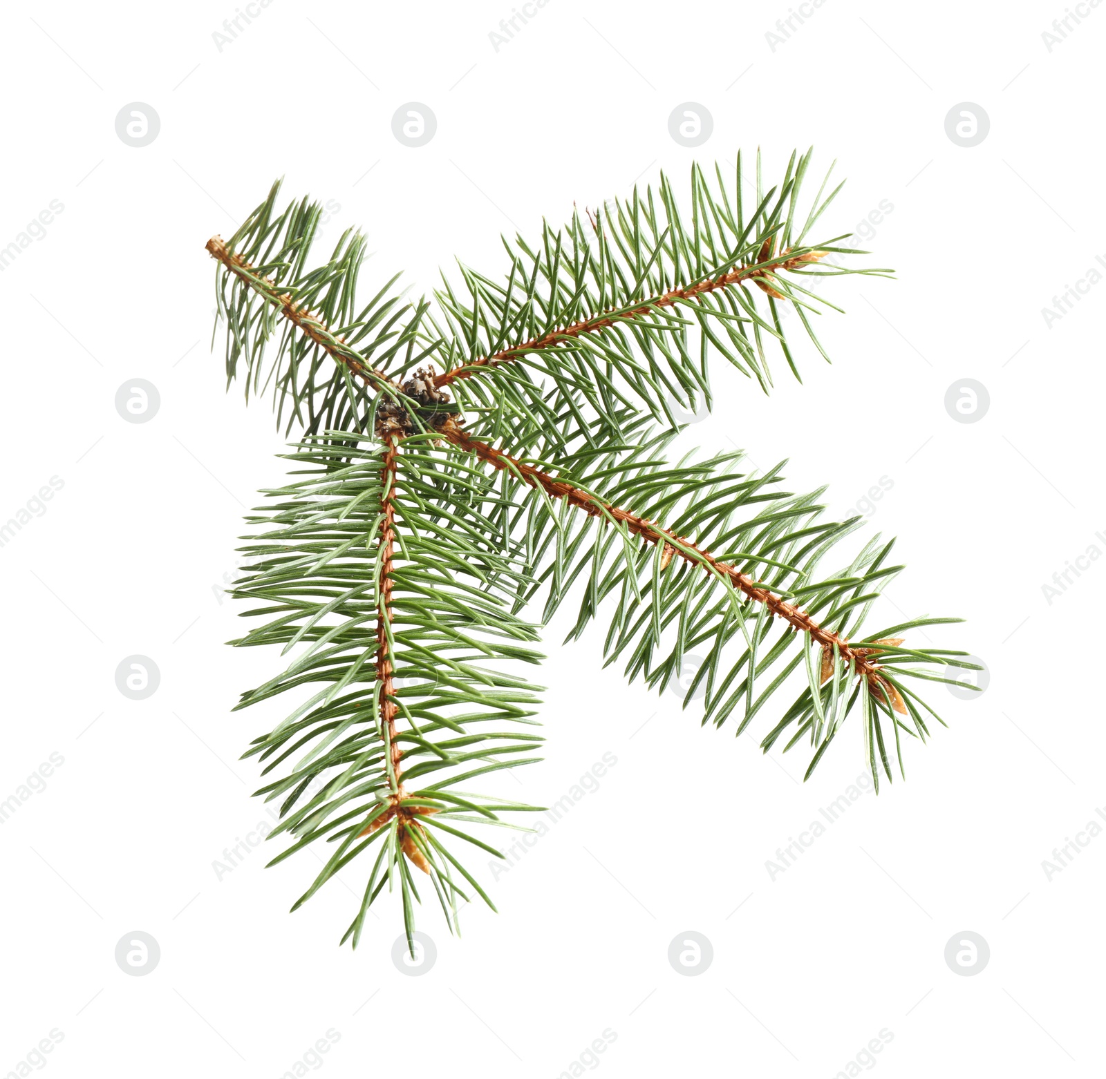 Photo of Branch of Christmas tree on white background