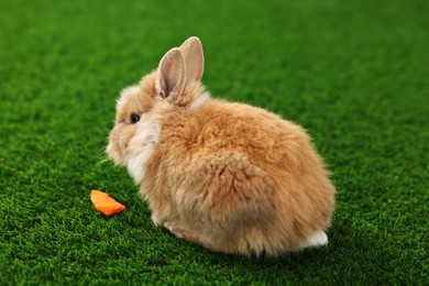 Photo of Cute little rabbit on grass. Adorable pet