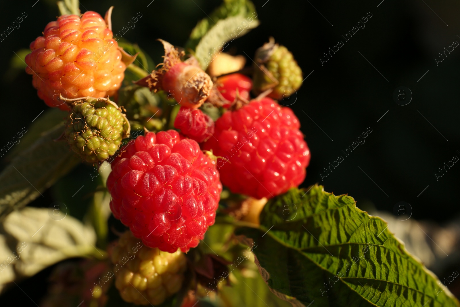 Photo of Raspberry branch with ripening berries in garden, closeup