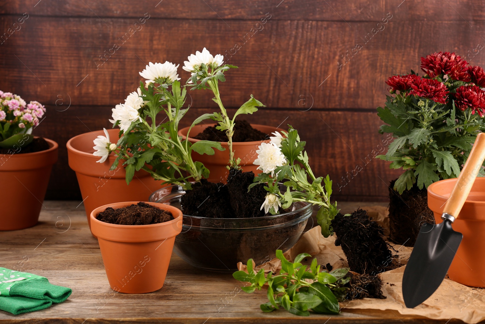 Photo of Time for transplanting. Many terracotta pots, soil, flowers and tools on wooden table