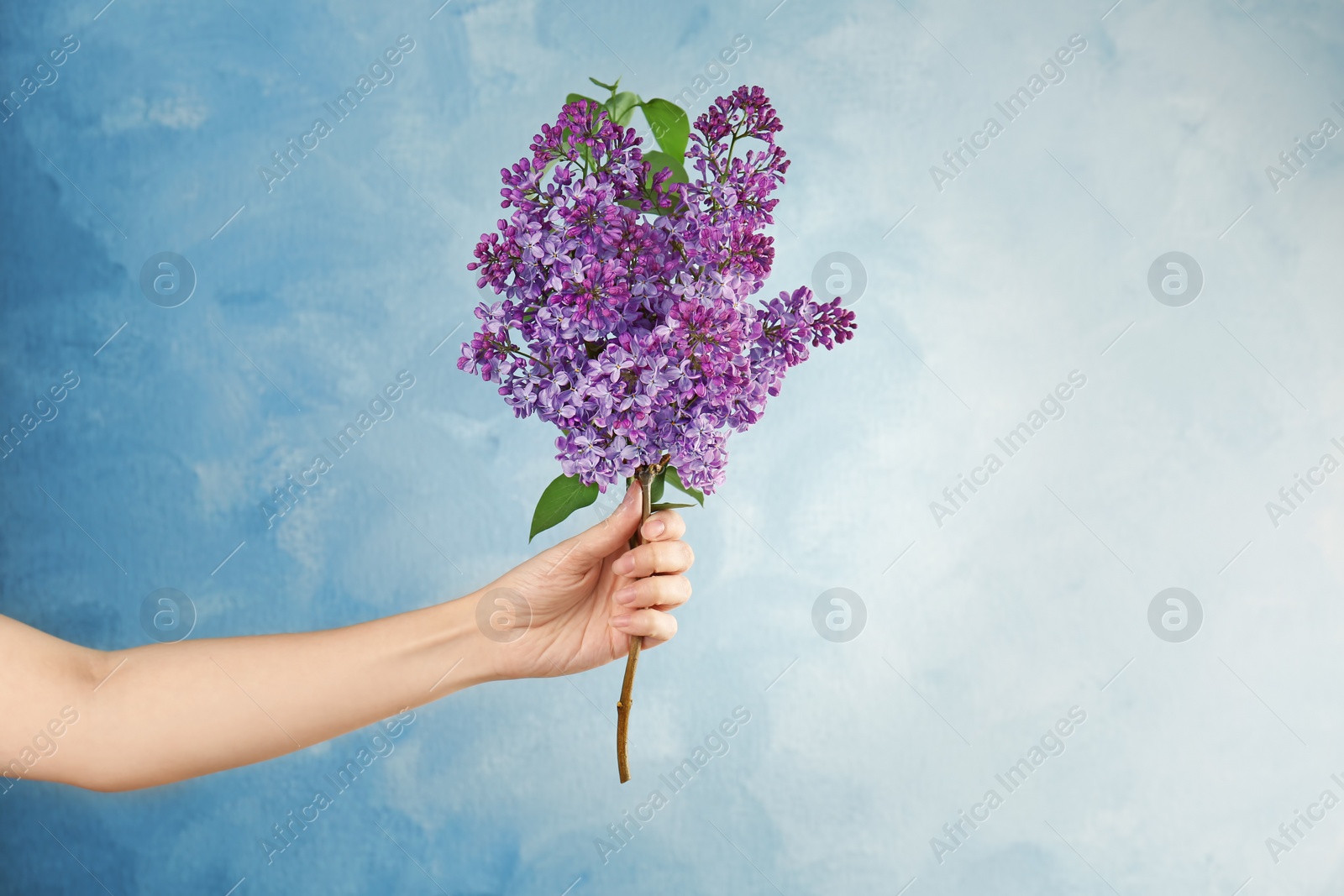 Photo of Young woman holding beautiful blossoming lilac on color background. Spring flowers