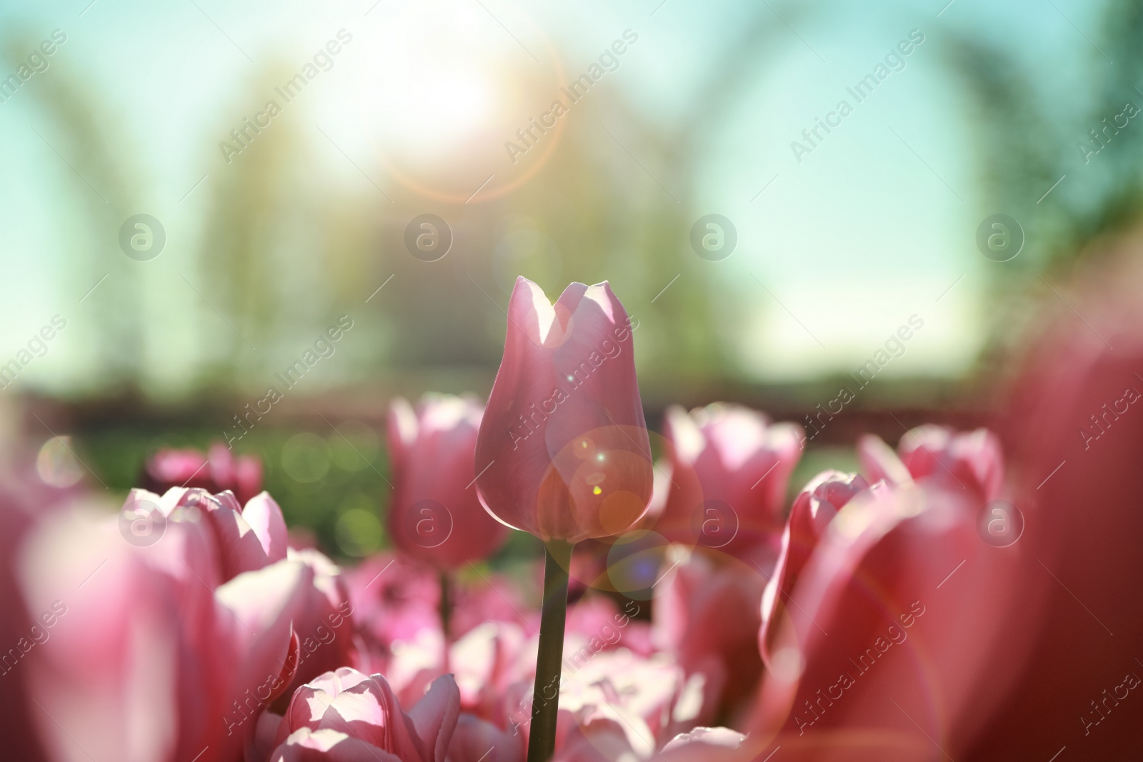 Photo of Blossoming tulips in field on sunny day, closeup