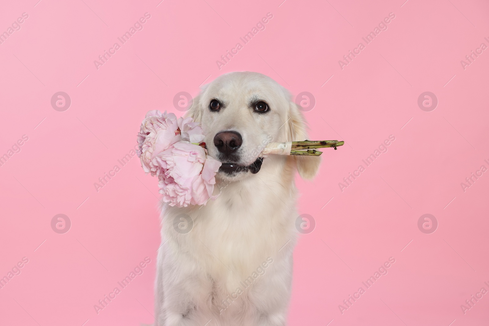 Photo of Cute Labrador Retriever with beautiful peony flowers on pink background