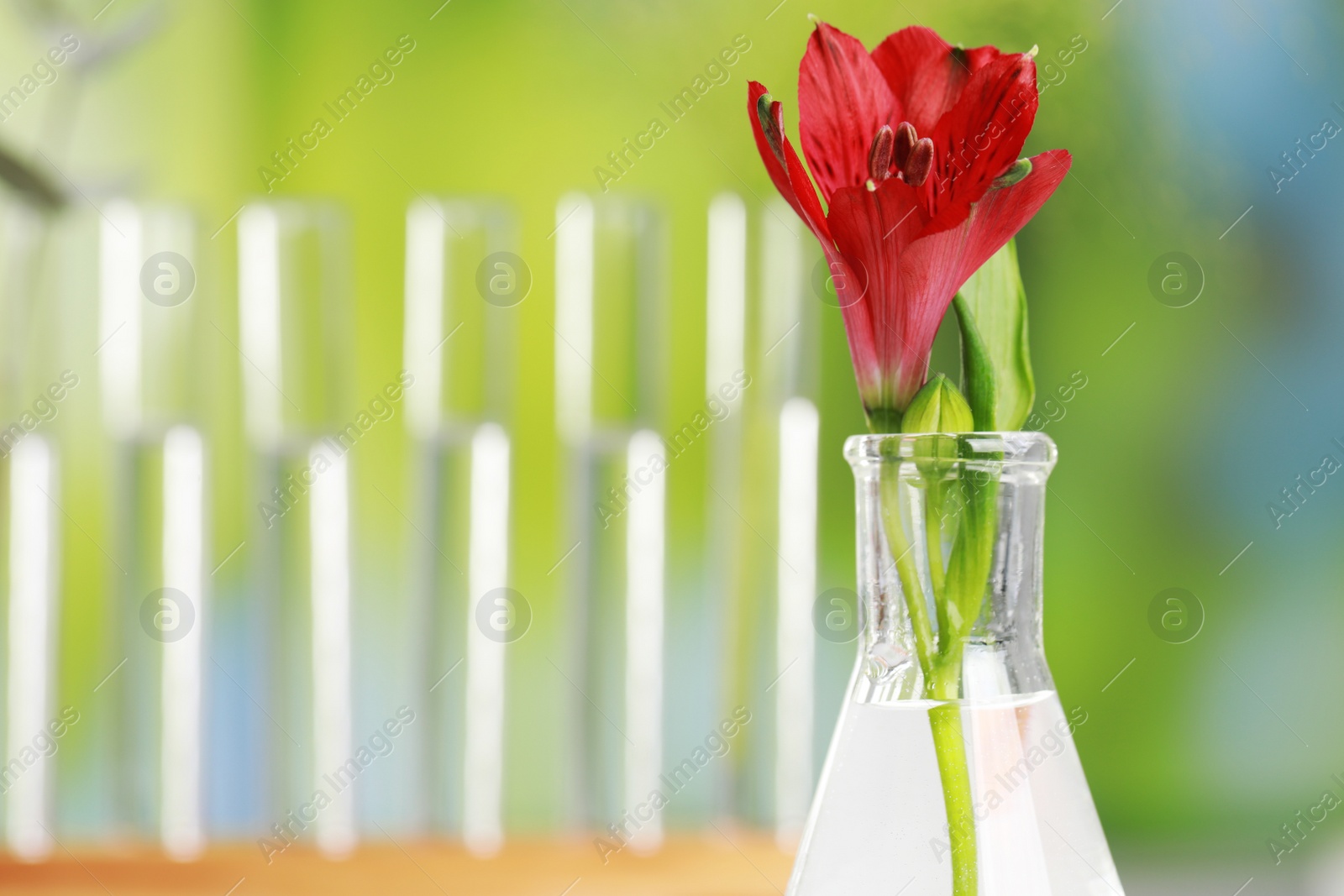 Photo of Beautiful red flower in laboratory glass flask against blurred test tubes, closeup. Space for text