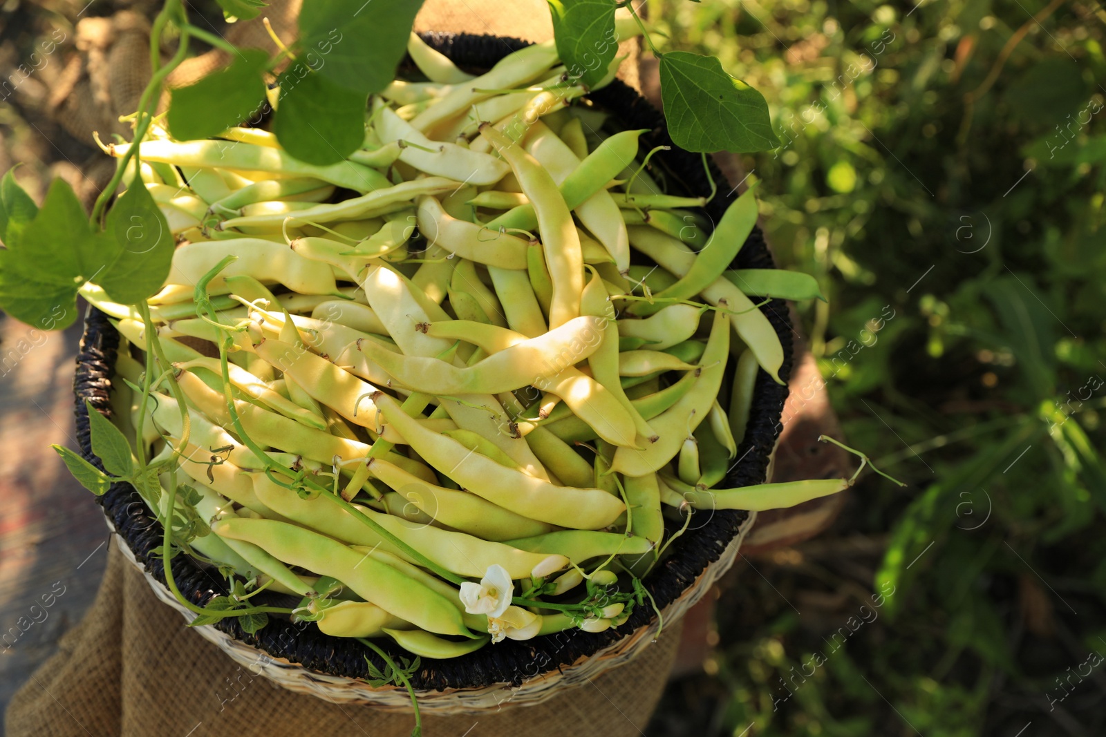 Photo of Wicker basket with fresh green beans on stool in garden