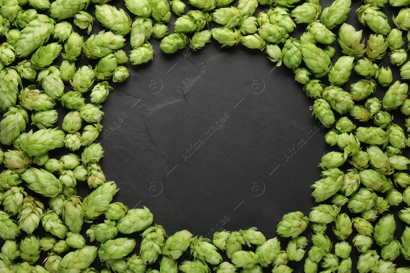 Photo of Frame of fresh green hops on black table, flat lay. Space for text