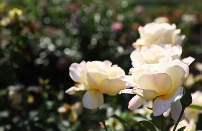 Photo of Green bush with beautiful roses in blooming garden on sunny day