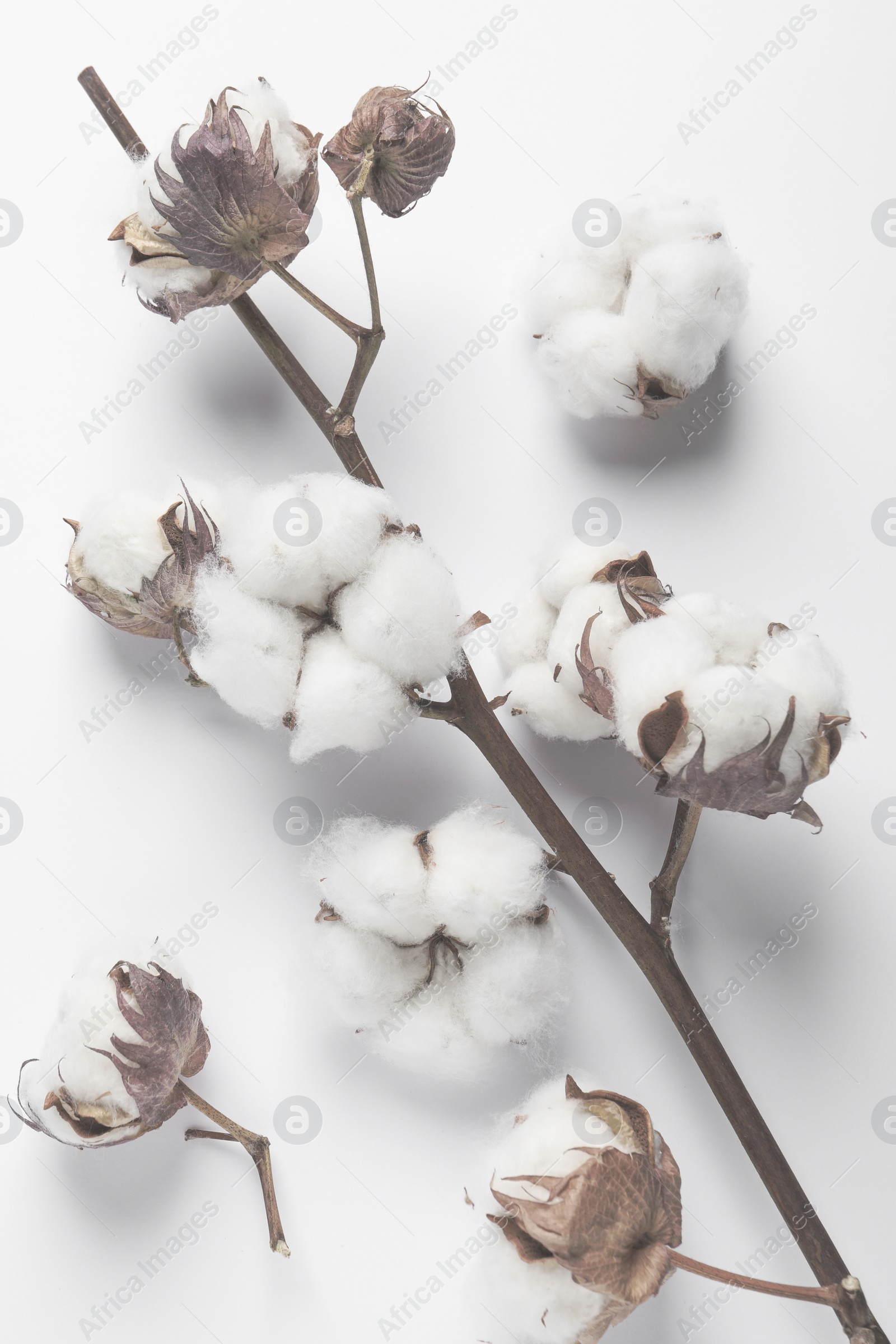 Image of Dry cotton branch with fluffy flowers on white background, top view