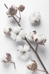 Dry cotton branch with fluffy flowers on white background, top view