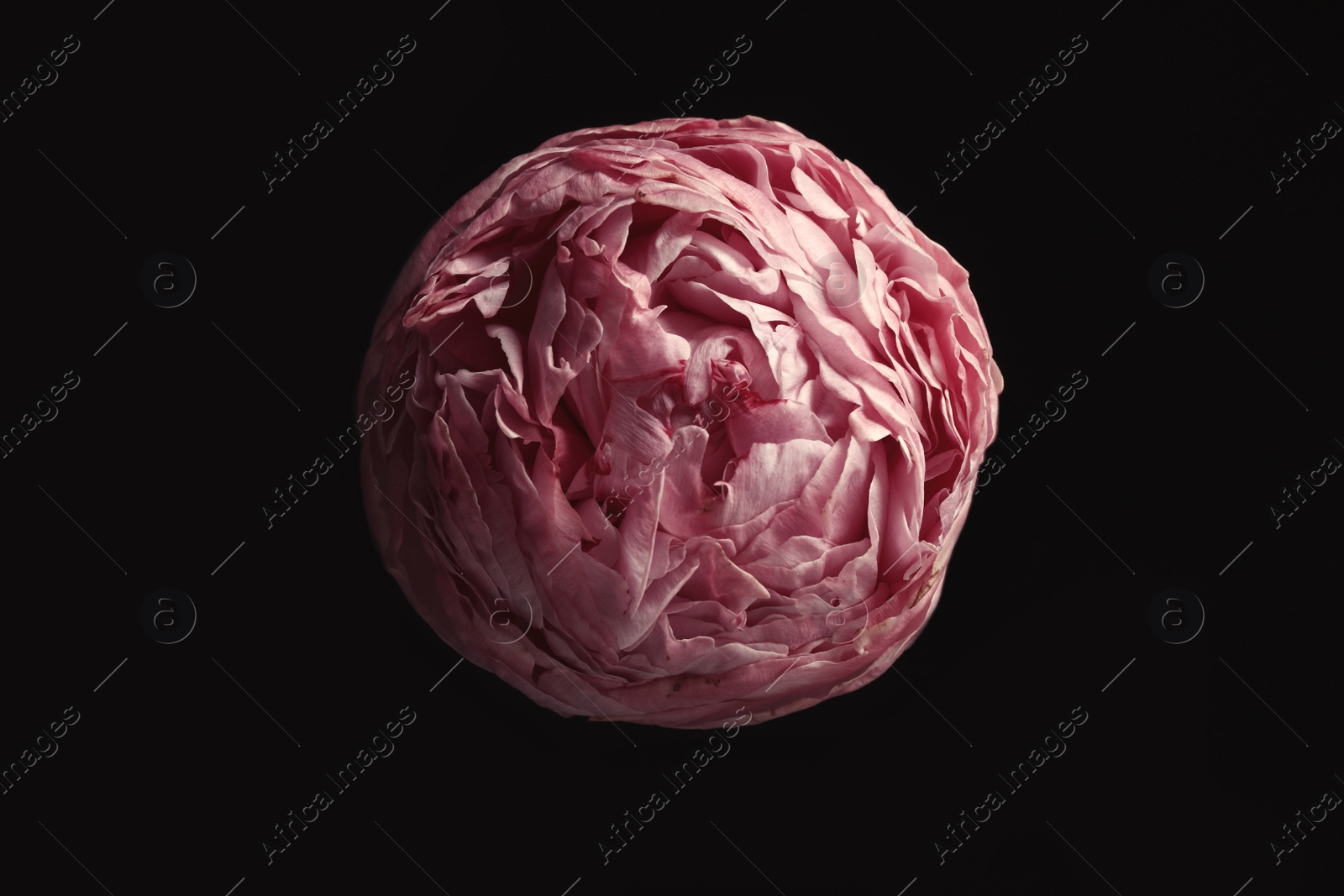 Photo of Beautiful fresh peony on black background. Floral card design with dark vintage effect